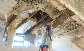 Environmental Consulting for Mold Prevention in Castle Pines, CO